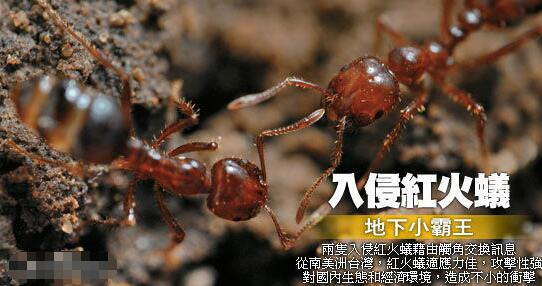 東京出現劇毒紅火蟻，什麼是紅火蟻，他有什麼危害？
