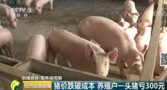 養一頭虧300元！風口上的豬為啥不起飛了？